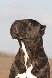 CANE CORSO 1439